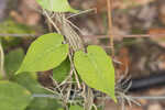 Florida milkvine